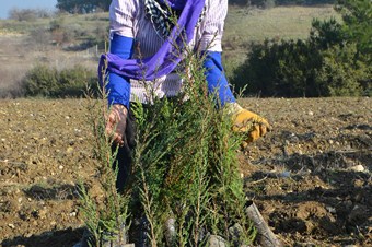 '7 milyar insan için 7 milyar fidanı dikmiş olacağız.'