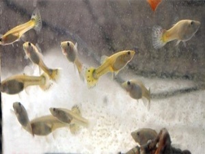 Balıklarla suda zehir testi yapılıyor