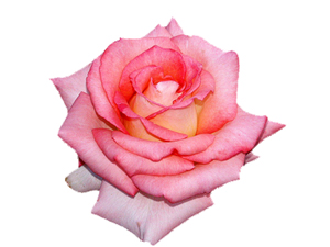 Kardeşini Allah için seven ona sevdiğini söylesin