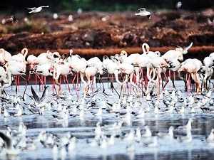 Sayıları bir günde 7 bini aştı