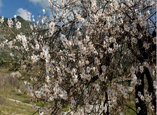Edremit Körfezi'nde bademler çiçek açtı