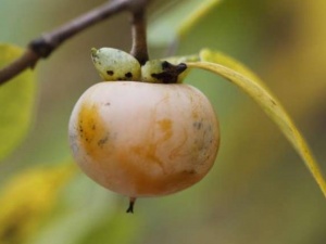 Sindirimi sorunu olanlar bu meyveye dikkat