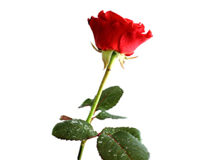 Hayra aracılık eden onu yapan gibidir