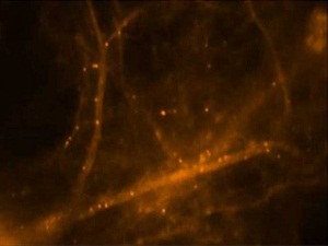 İşte beynin hafıza oluşturduğu an