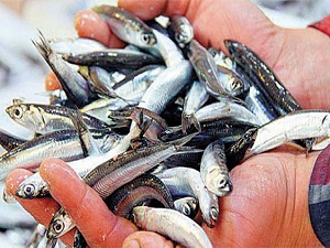 Hamsi Avrupa Birliği'ne girdi