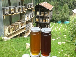 Arıcılardan 'sahte balcı' firmalar için çağrı