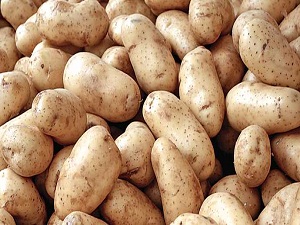 Patates fiyatları neden bu kadar yüksek?