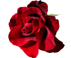 Allah'a inanan ya hayır konuşsun ya da sussun