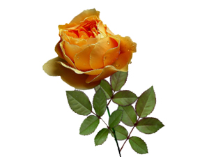 Resülullah (asm) birisiyle vedalaştı mı şöyle derdi