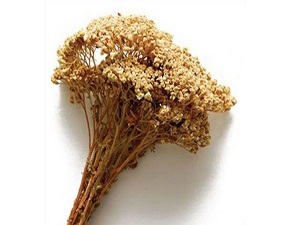 Bu otun faydaları saymakla bitmiyor