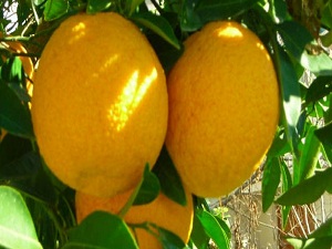 Rusya, 23 ton greyfurtu geri gönderdi