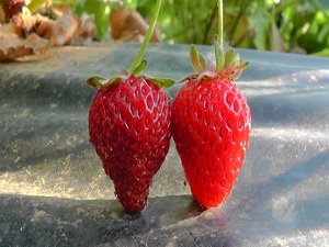 Konya'nın organik çileği ABD ve Rusya sofralarında