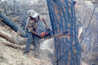 Manavgat'ta ormanlık alanlardan kaçak ağaç kesimi sona erdi