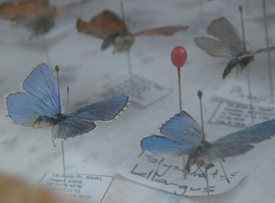 Bitlis kelebek ve güve faunası zengini