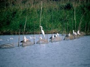 'Sulak alanlar canlıların hayatını sürdürmeleri için korunmalı'