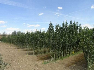 Kuraklık tehlikesi henüç geçmedi! Umutlar Şubat'ta