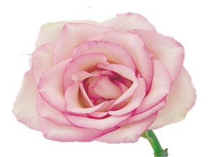 Resûlullah (asm) çirkin isimleri değiştirirdi