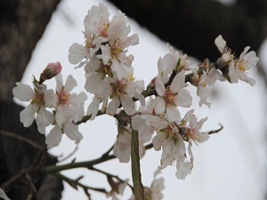 Baharın müjdecisi badem ağaçları çiçek açtı