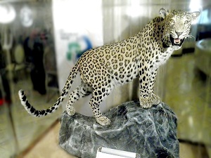 Bakan Eroğlu, vurulan leoparı Ankara'da sergiledi