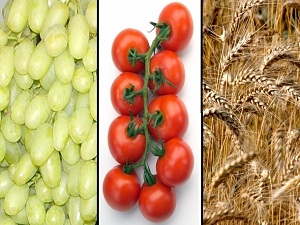 Türkiye tarım sektöründe en çok buğday, üzüm ve domates ihraç ediyor