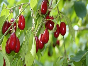 Parkinson hastalığına kızılcık macunu