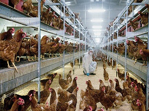 Tavukta kuşkular kamu spotu ile giderilecek