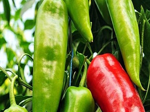 Acı Biber Tüketimi Zayıflamaya Yardımcı Oluyor