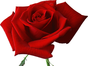 Allah her hastalığa bir ilaç var etmiştir