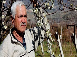 Havalar şaşırttı ağaçlar çiçek açtı