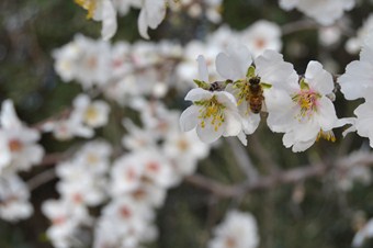 Silifke’de bademler çiçek açtı