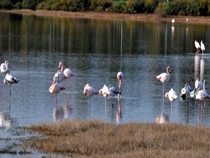Kuraklık bu kez de su kuşlarını vurdu