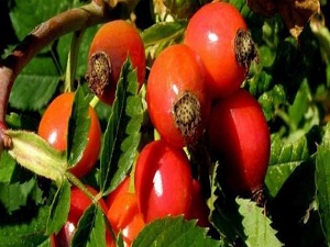 Kış hastalıklarının panzehiri 'kuşburnu'