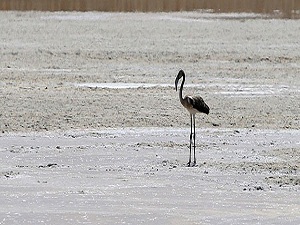 Konya Kapalı Havzası su alarmı veriyor