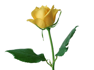 Kalbinde zerre kibir olan cennete giremez