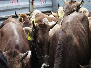 Hayvan nakillerinde 8 saat kısıtına erteleme