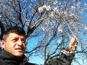 Bademler çiçek açtı