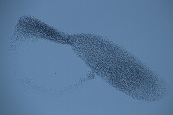 Sığırcık kuşlarından Bursalılara görsel resital