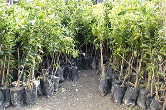 Sarıkayalı İş Adamı 4 Bin Çam Fidanı Dağıttı