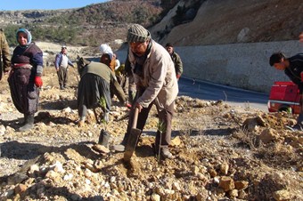 Silifke’de 1 milyon fidan dikilecek