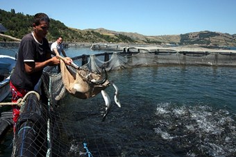 Dünyanın balığı kültür balıkçılığından