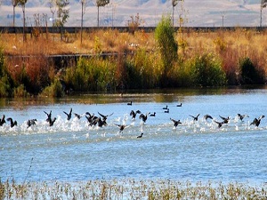 Van Gölü havzasının kuş cenneti: Bitlis