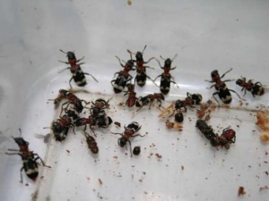 Böcekler böceklere karşı