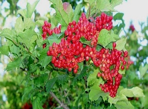 Kayseri'nin Gilaburu'su için güzel haber