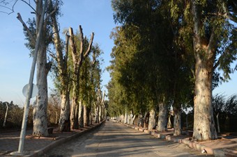 Okaliptüsler budanıyor