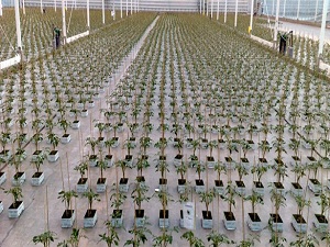 Seralara sobalı koruma