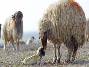 Suriye sınırında hayat devam ediyor