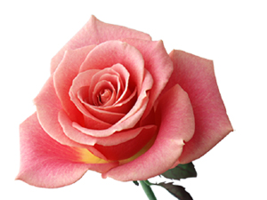 Ey Allah'ın Resulü, bana faydalı olacak bir şey öğret