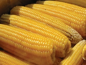 Mısır üretimi arttı