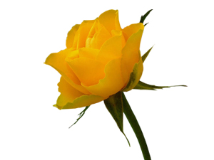 Aile ve akrabalık ilişkilerini kesme üzerine yemin yoktur