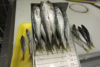 Mogan Gölü’ndeki kaçak balık ağları imha edildi